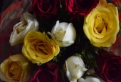IIP Online Student Photography
